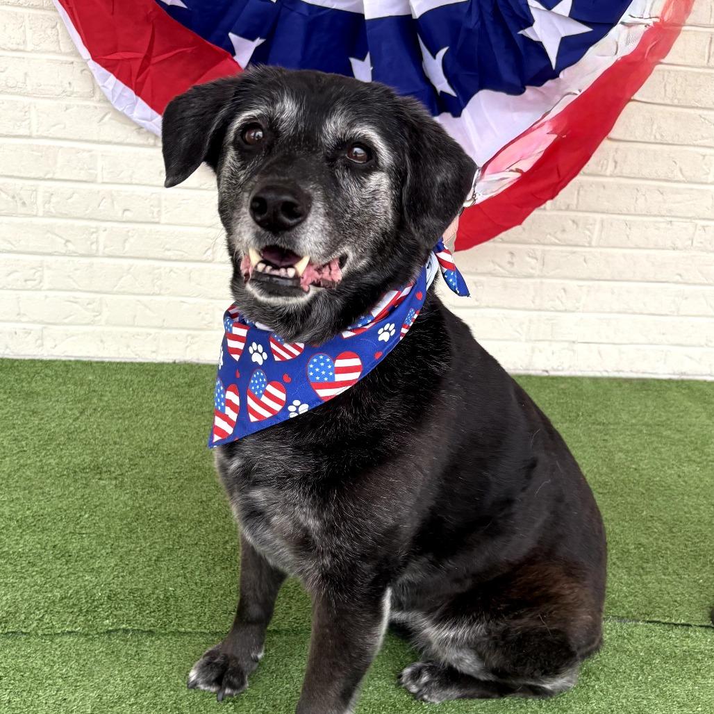 Lady, a Adoptable mixed breed in Bessemer, AL image 6/6