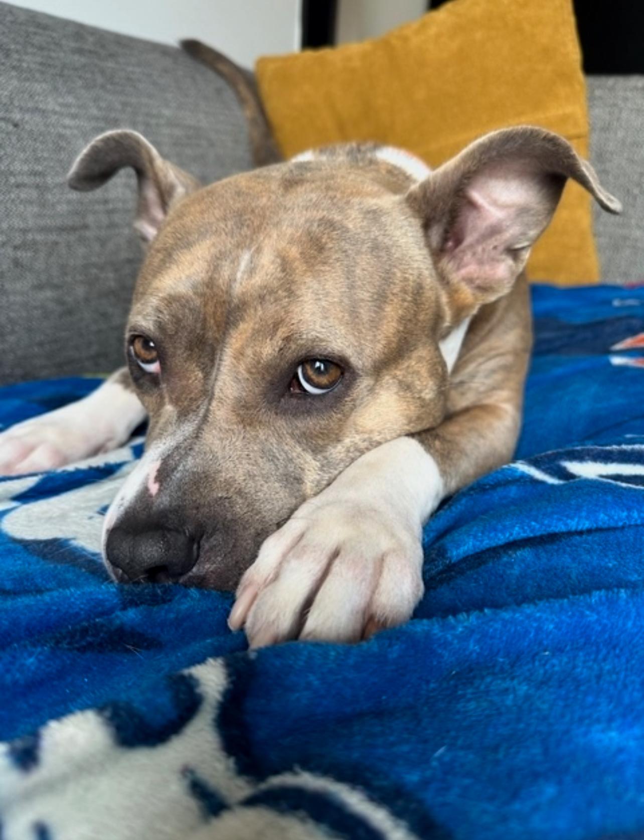 Chili