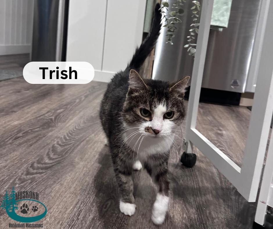Trish!, ADOPTABLE, Senior Female Domestic Short Hair.