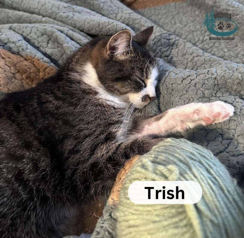 Enlarge Trish!, a ADOPTABLE Domestic Short Hair in Huntsville, ON image 4/4