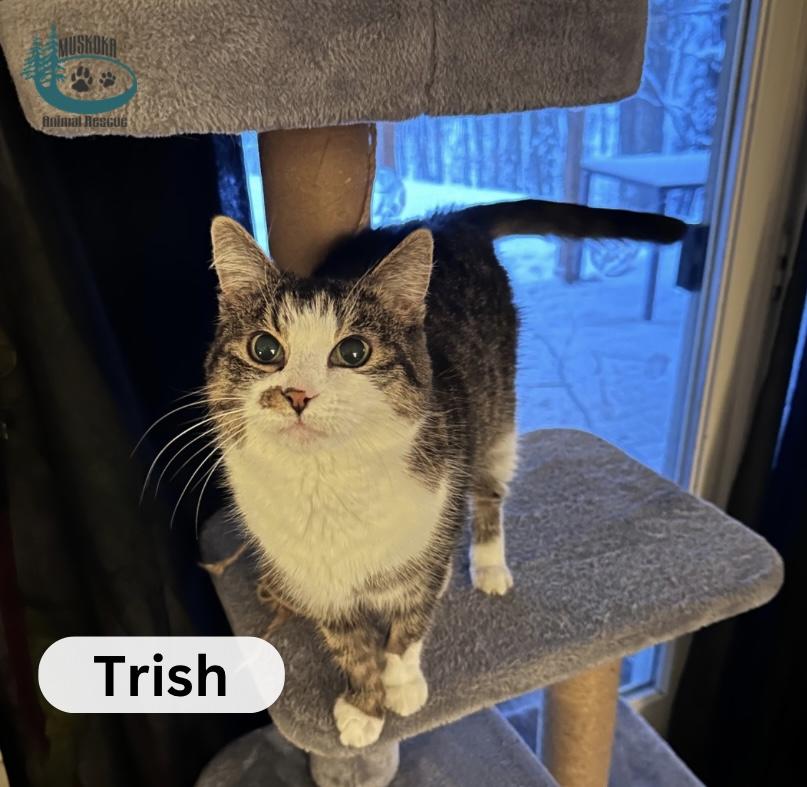 Enlarge Trish!, a ADOPTABLE Domestic Short Hair in Huntsville, ON image 2/4
