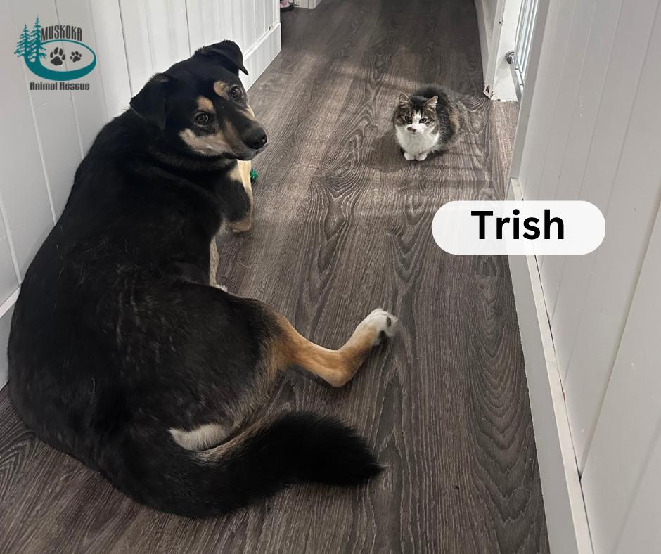 Enlarge Trish!, a ADOPTABLE Domestic Short Hair in Huntsville, ON image 3/4