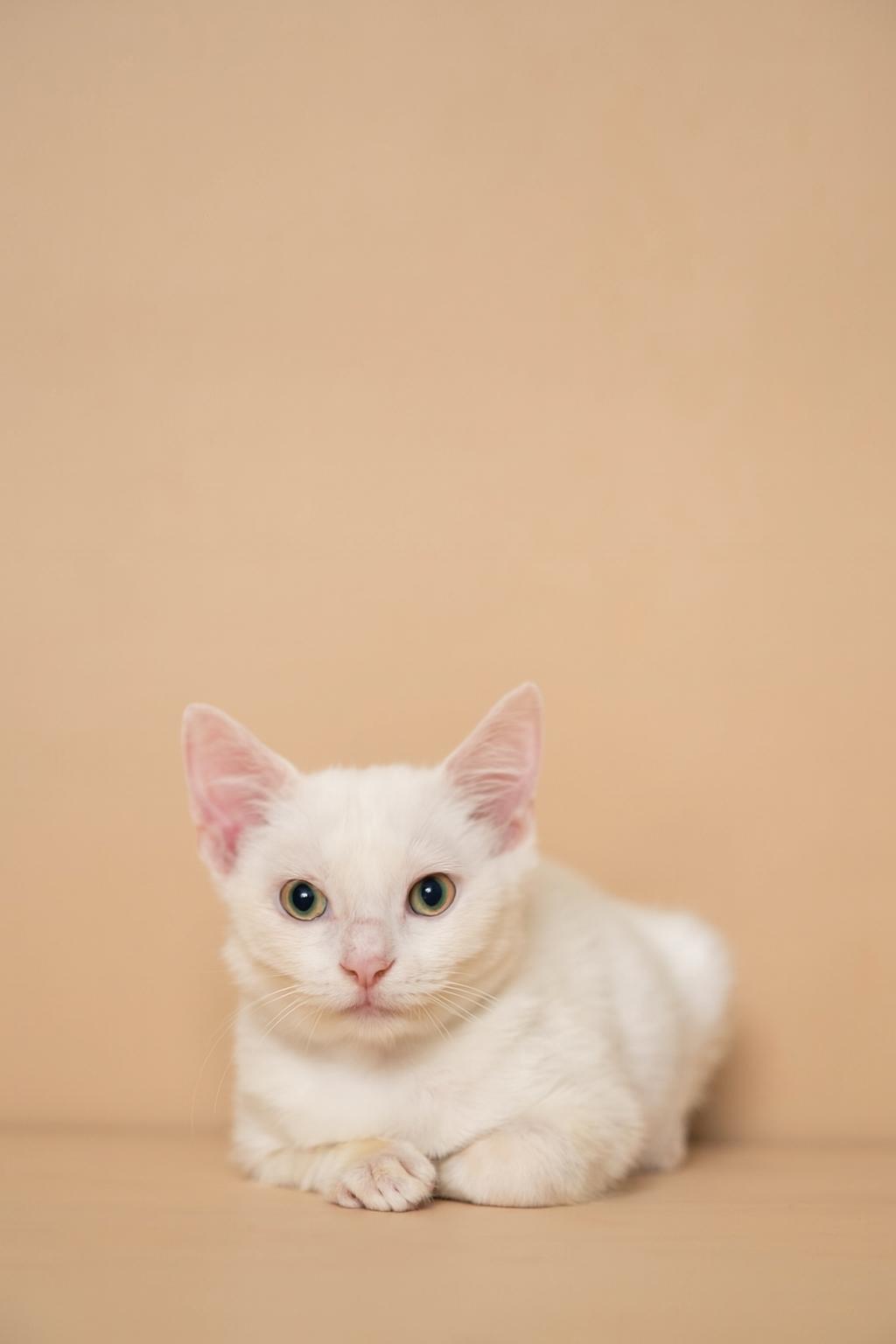 Confetti, Adoptable, Kitten Male Domestic Short Hair.