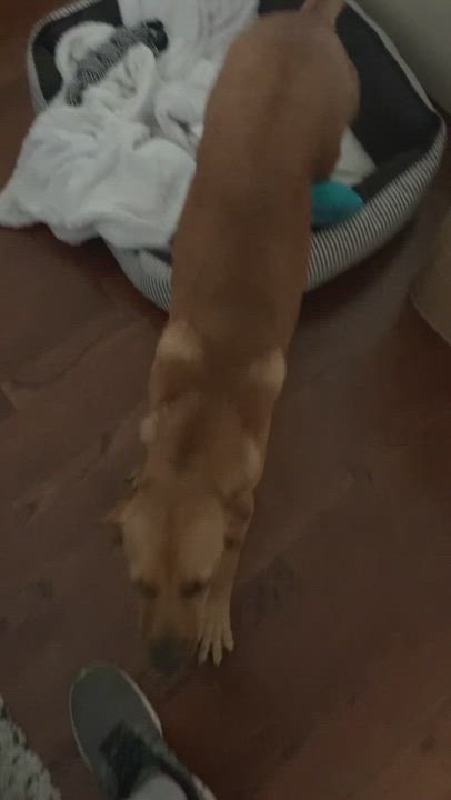 Enlarge Fresco, a Adopted mixed breed in Brooklyn, NY video 6/11