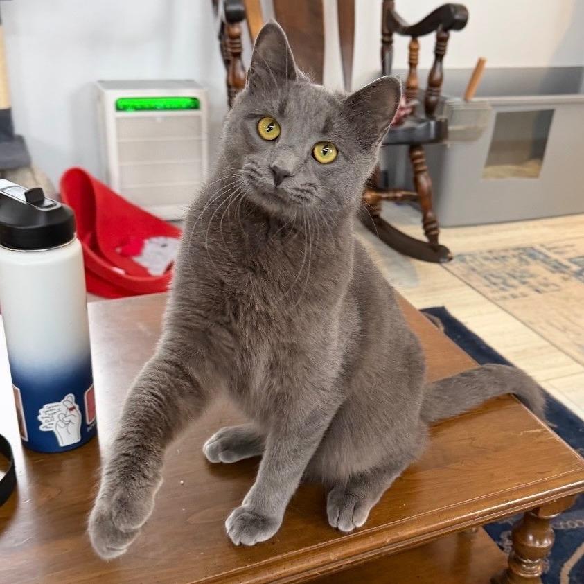 Max, Adoptable, Young Male Domestic Short Hair.