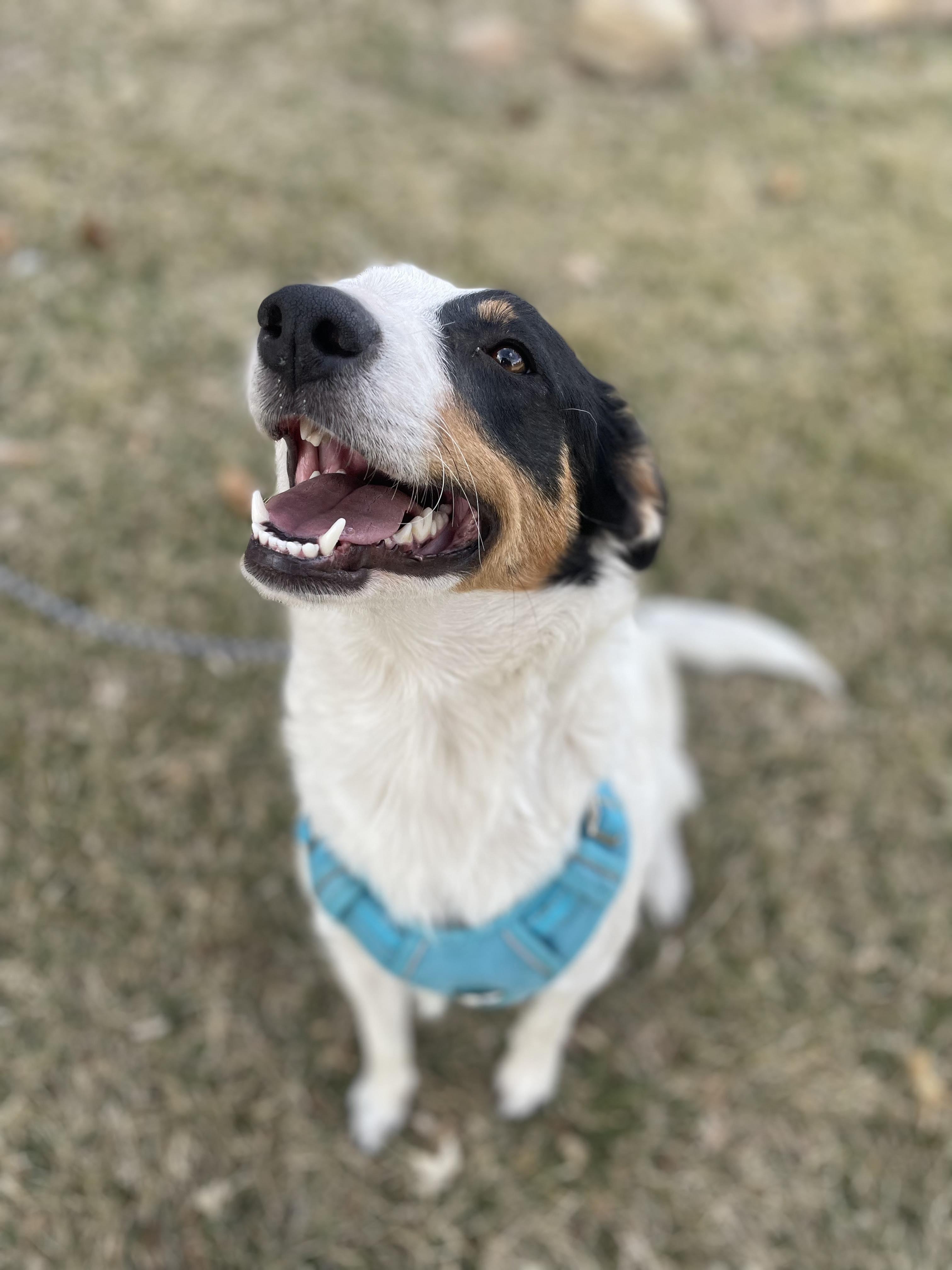 Luna, Adopted, Adult Female Border Collie.