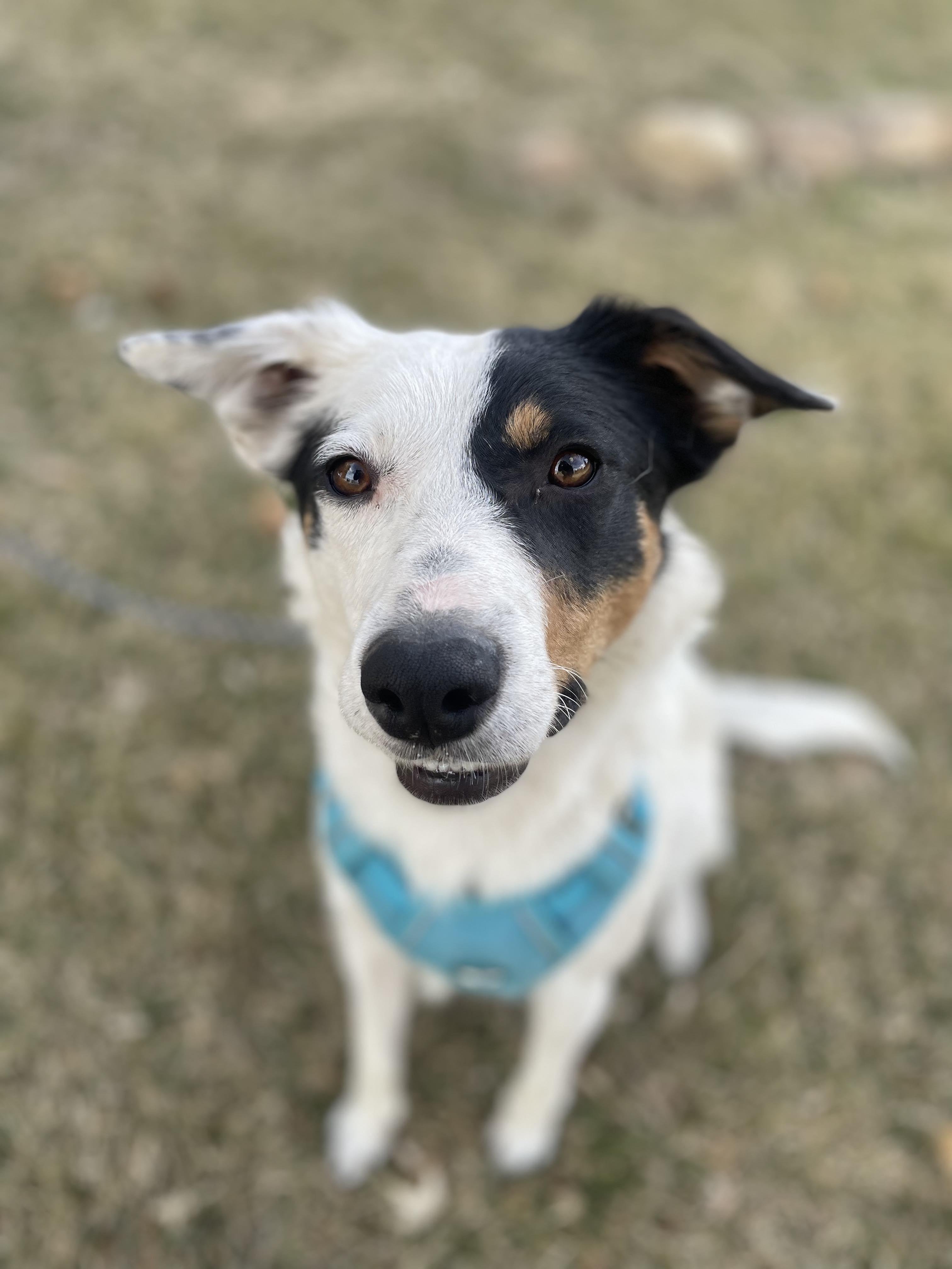 Enlarge Luna, a Adopted mixed breed in Castle Dale, UT image 2/6