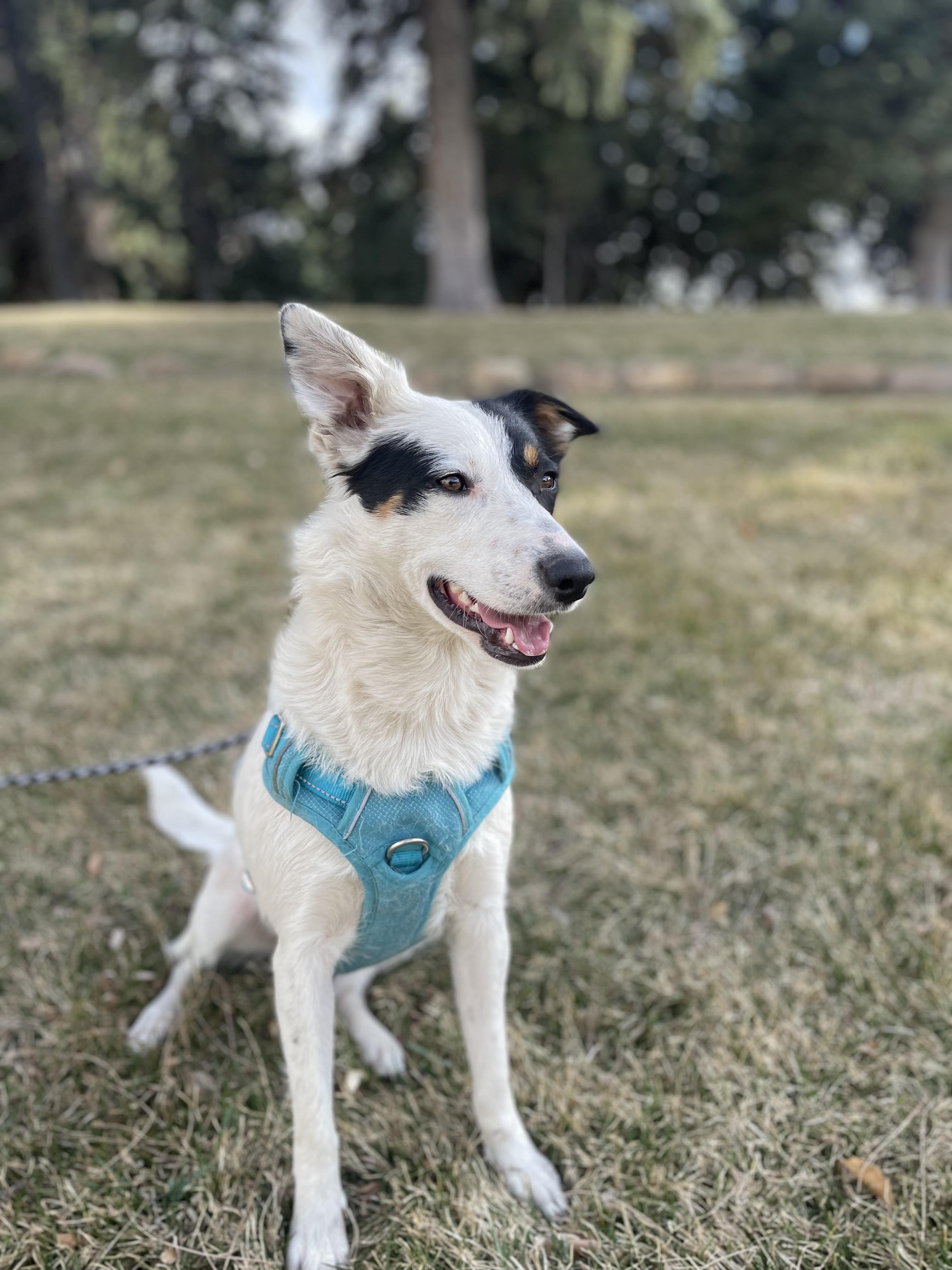 Enlarge Luna, a Adopted mixed breed in Castle Dale, UT image 4/6