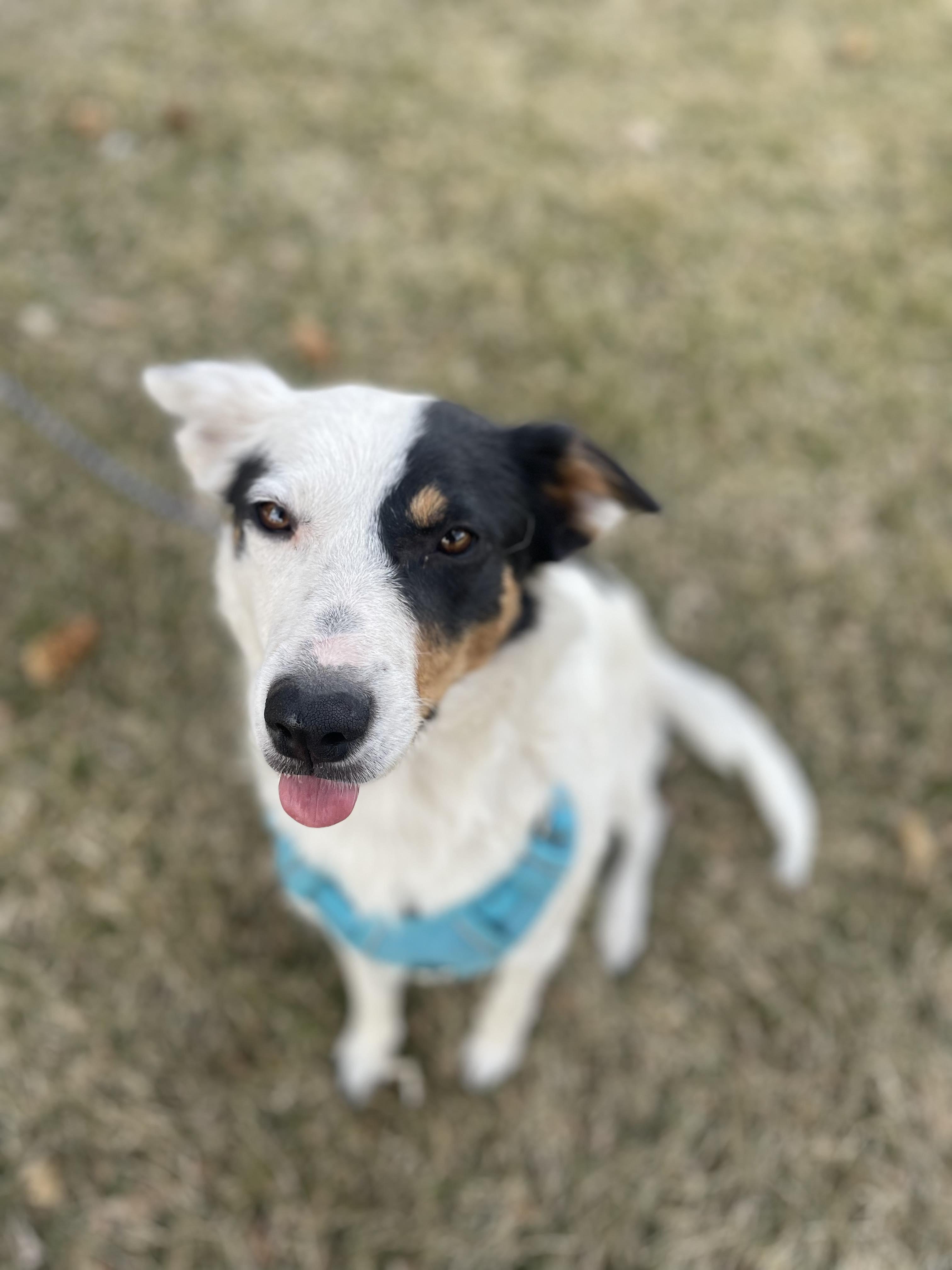 Enlarge Luna, a Adopted mixed breed in Castle Dale, UT image 5/6