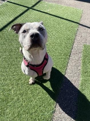 Kemba, Adoptable, Adult Female Pit Bull Terrier.