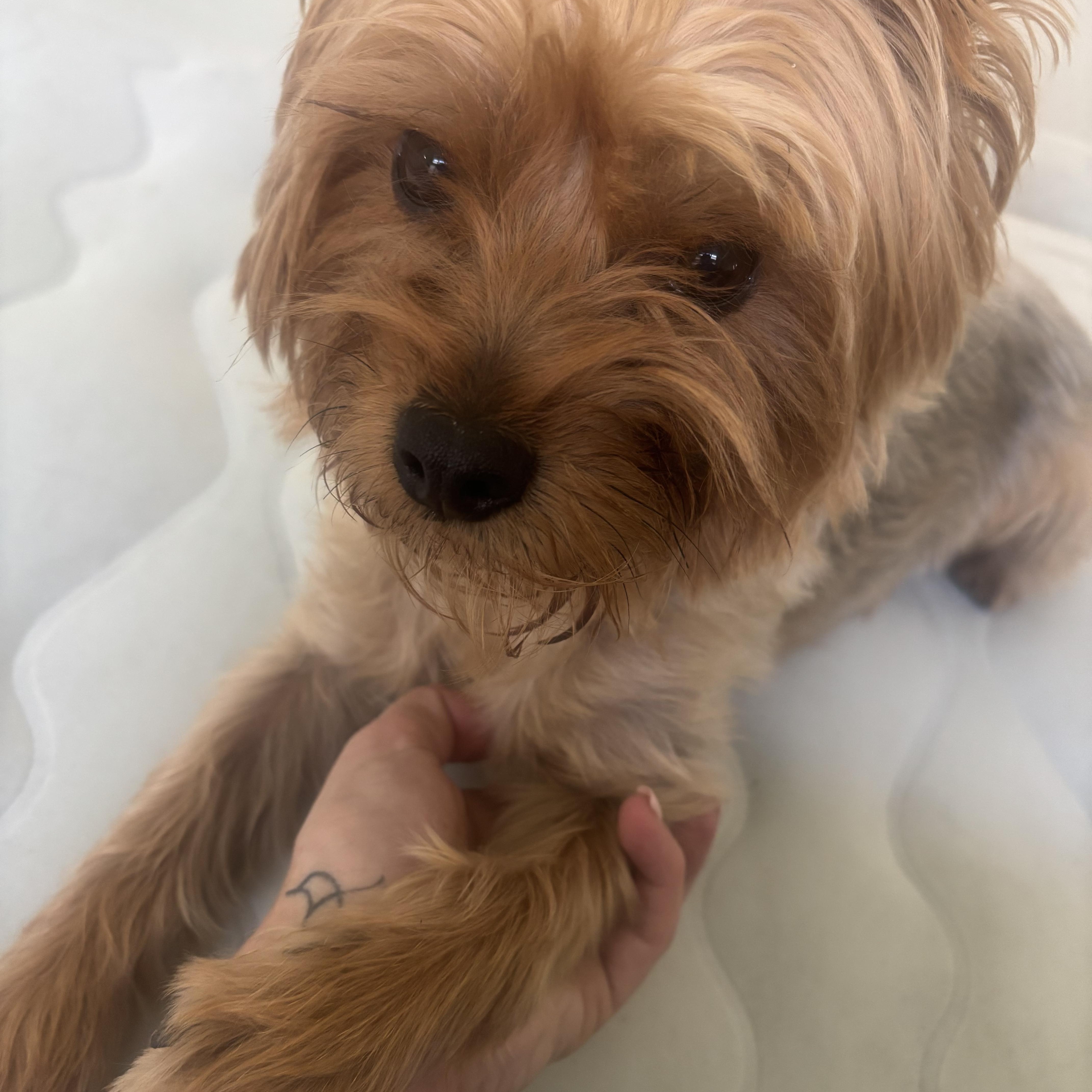 Cobi, a ADOPTABLE Yorkshire Terrier in Little Elm, TX image 2/3