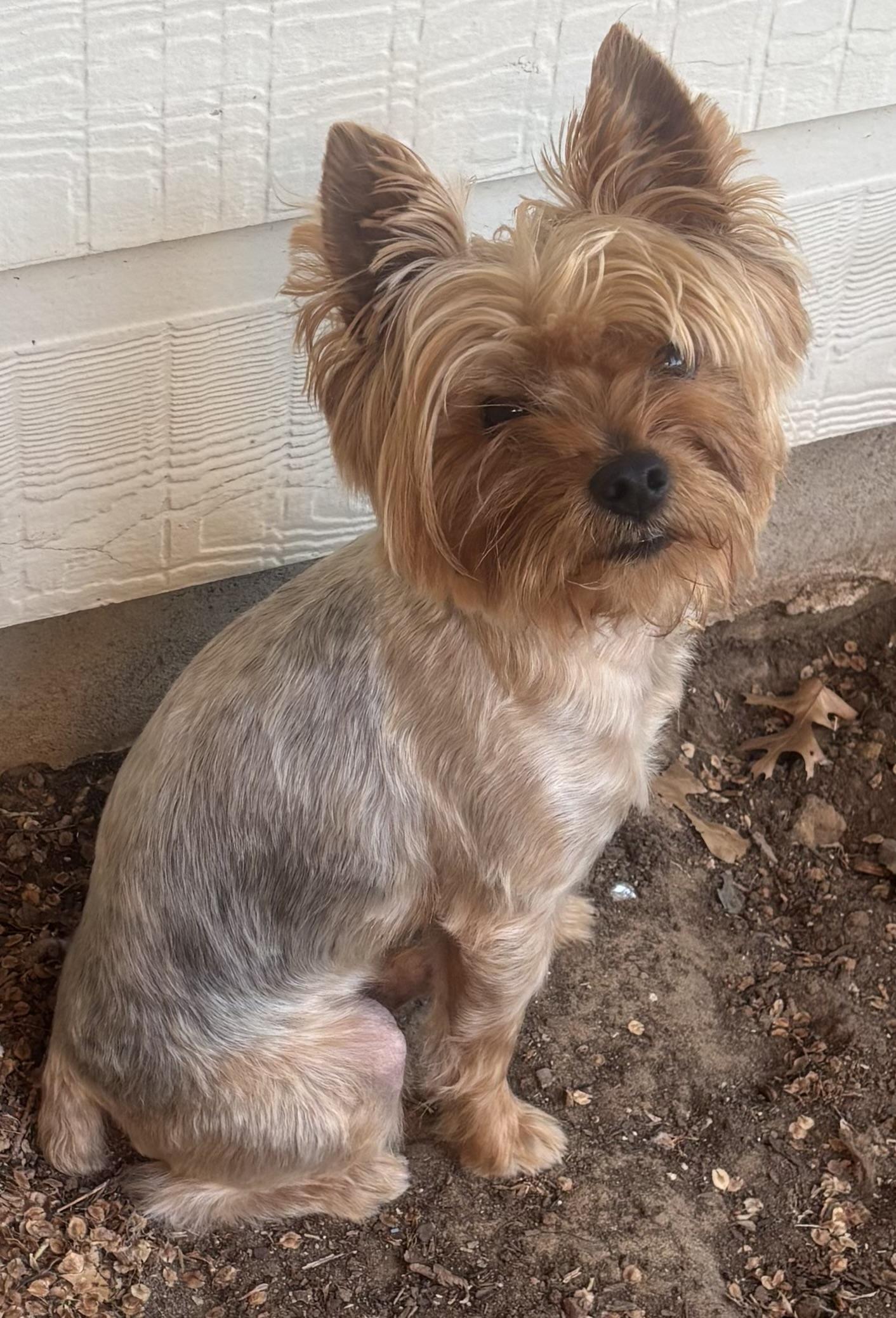 Cobi, a ADOPTABLE Yorkshire Terrier in Little Elm, TX image 1/2