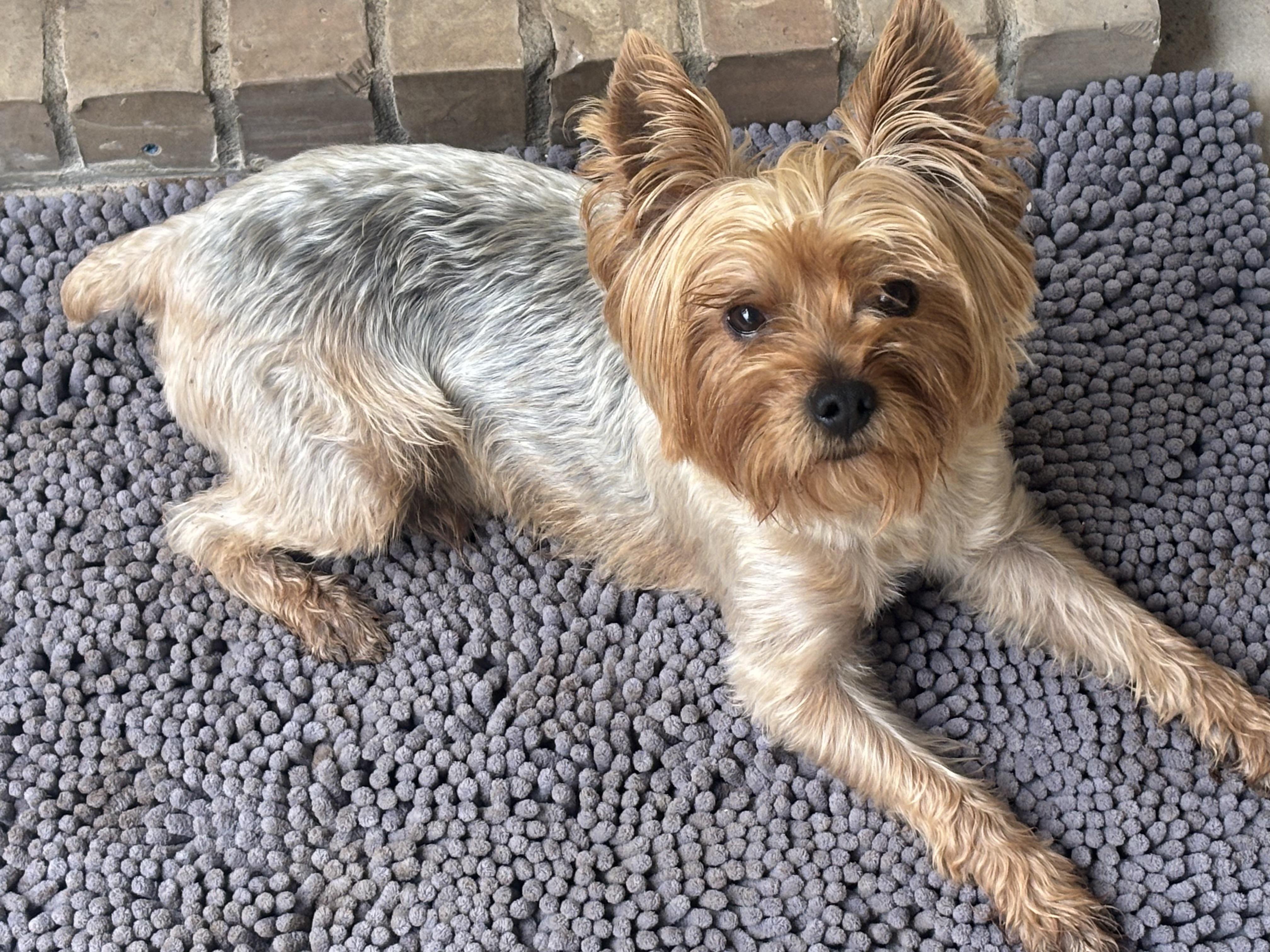 Cobi, a ADOPTABLE Yorkshire Terrier in Little Elm, TX image 2/2