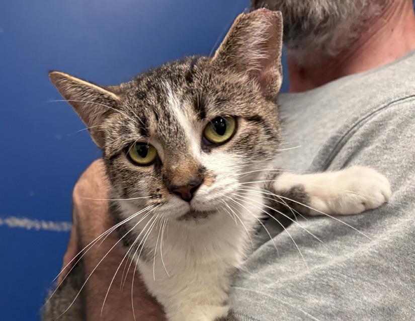 Star, Adoptable, Adult Female Domestic Short Hair.