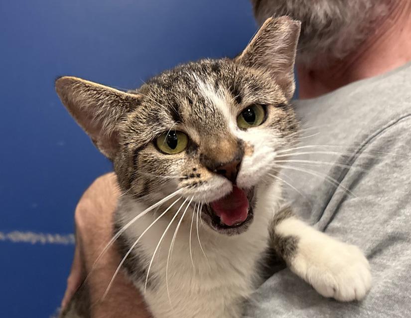 Enlarge Star, a Adoptable Domestic Short Hair in Columbus, IN image 2/2