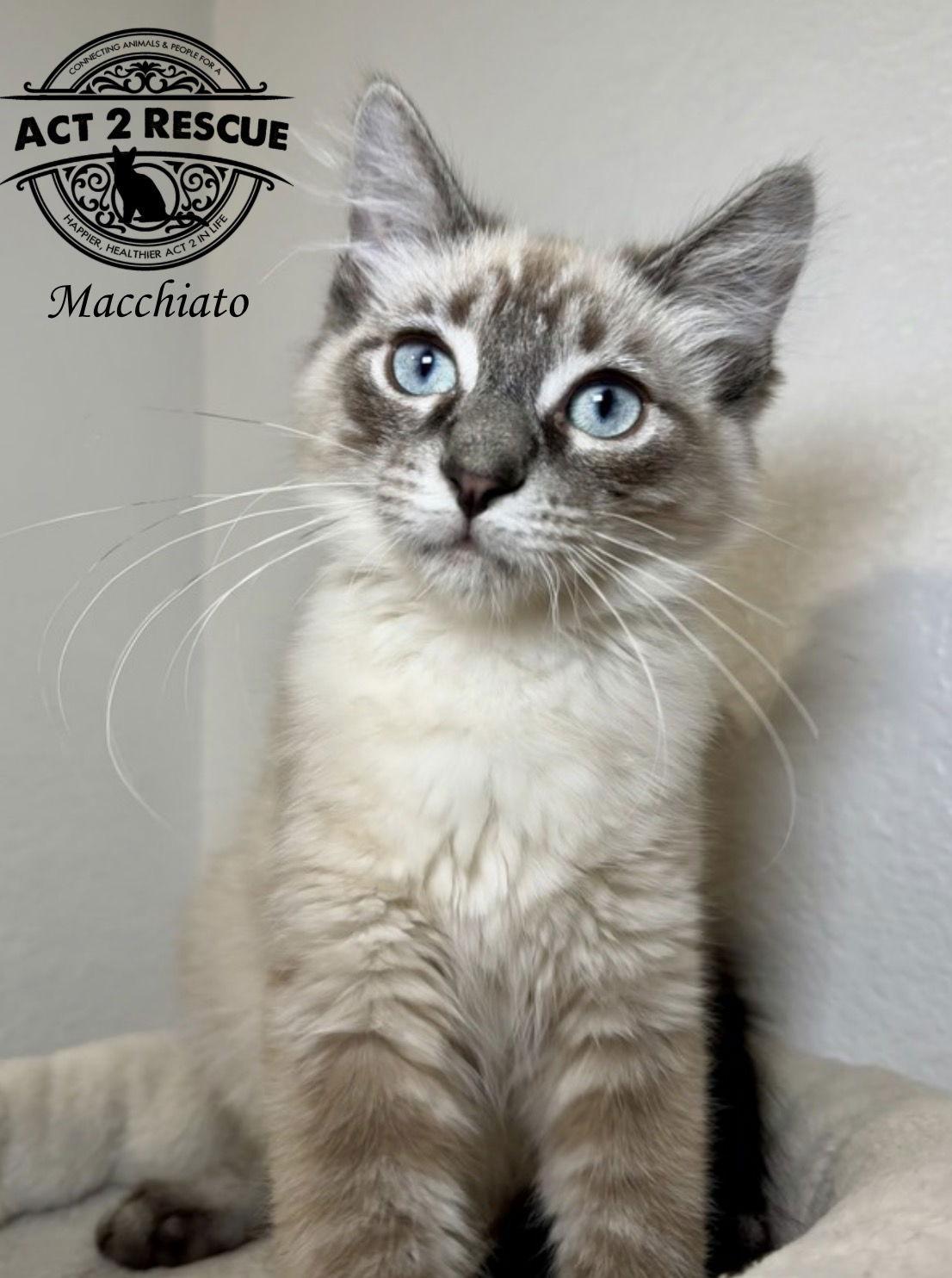 Macchiato — thumbnail 2