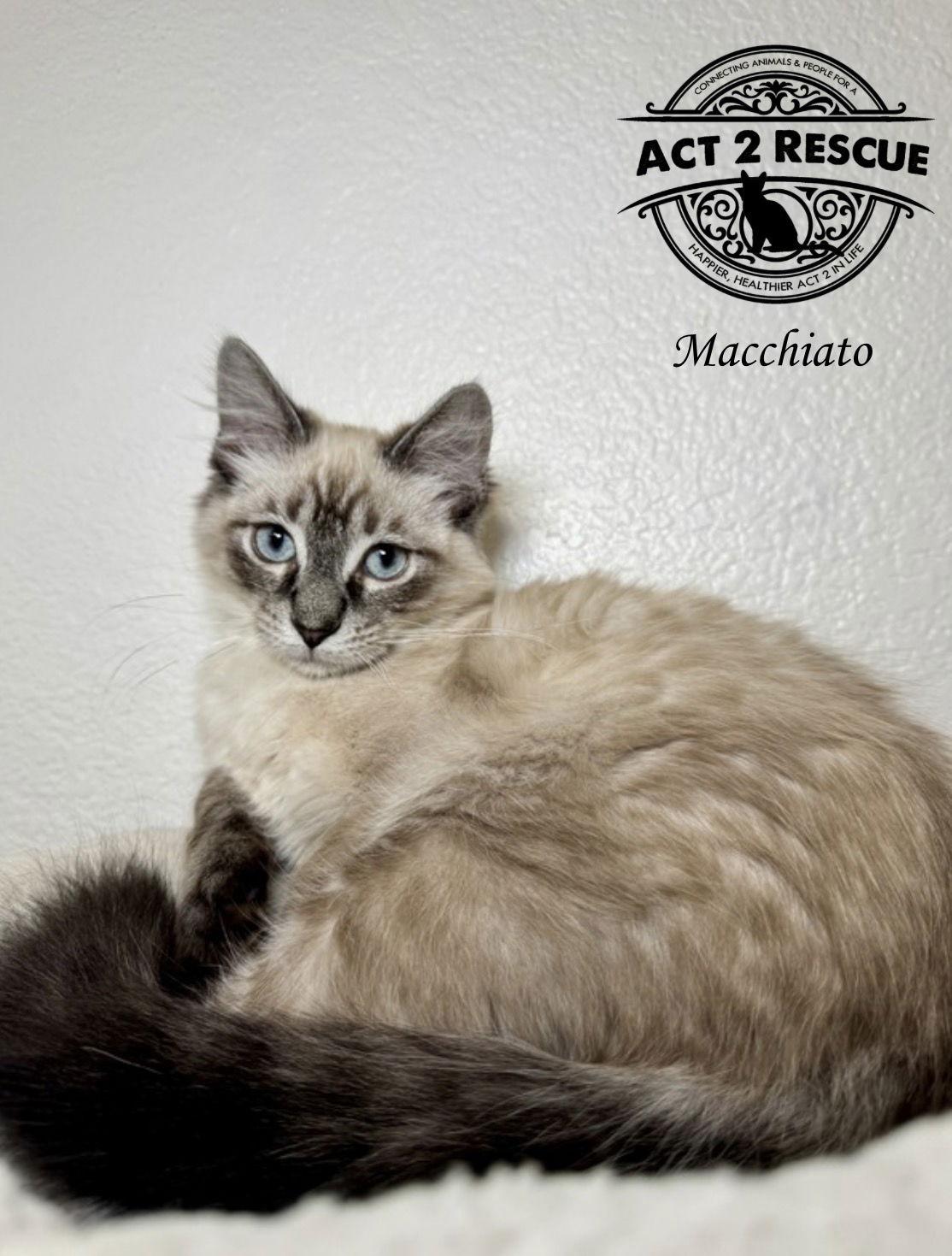 Macchiato — thumbnail 5