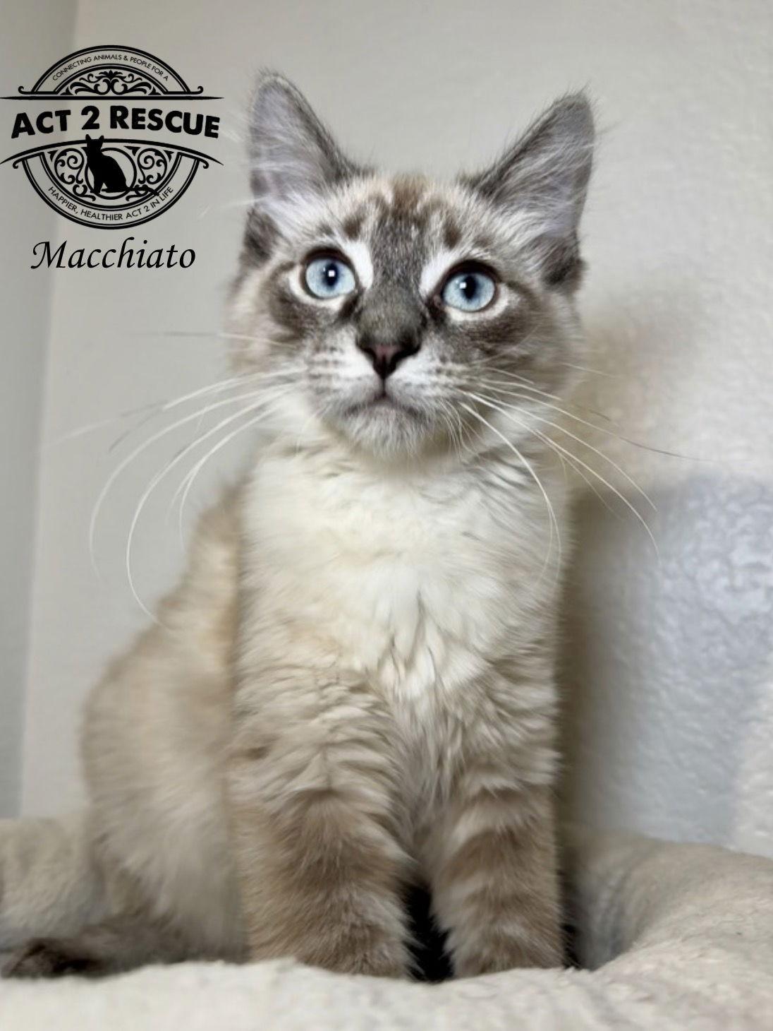 Macchiato — thumbnail 6