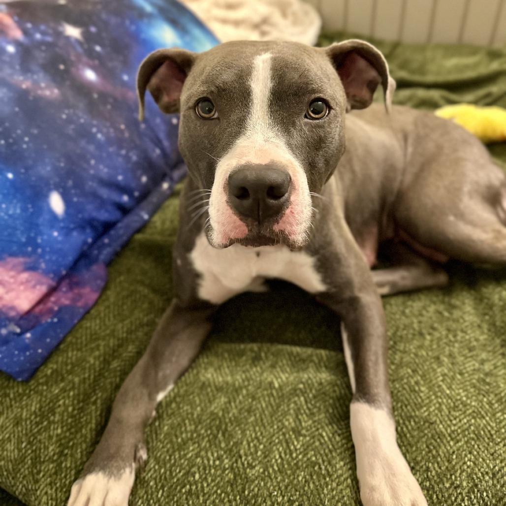 Dove, Adoptable, Adult Female Pit Bull Terrier.