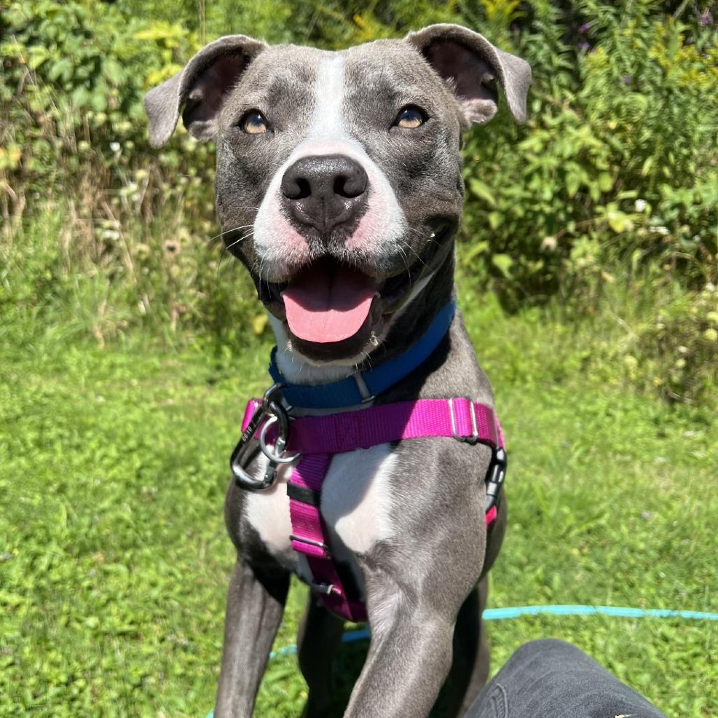 Enlarge Dove, a Adoptable Pit Bull Terrier in Novelty, OH image 2/6