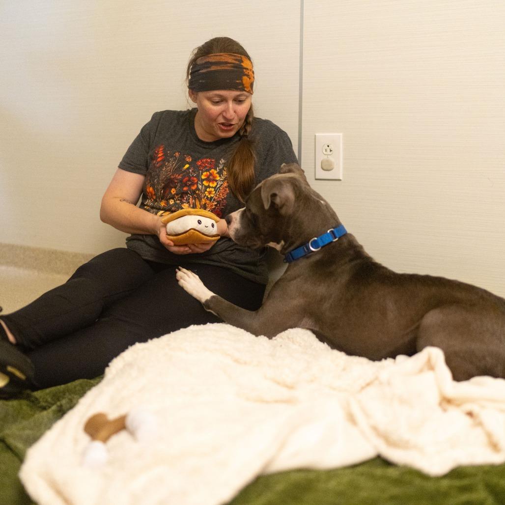 Enlarge Dove, a Adoptable Pit Bull Terrier in Novelty, OH image 3/6
