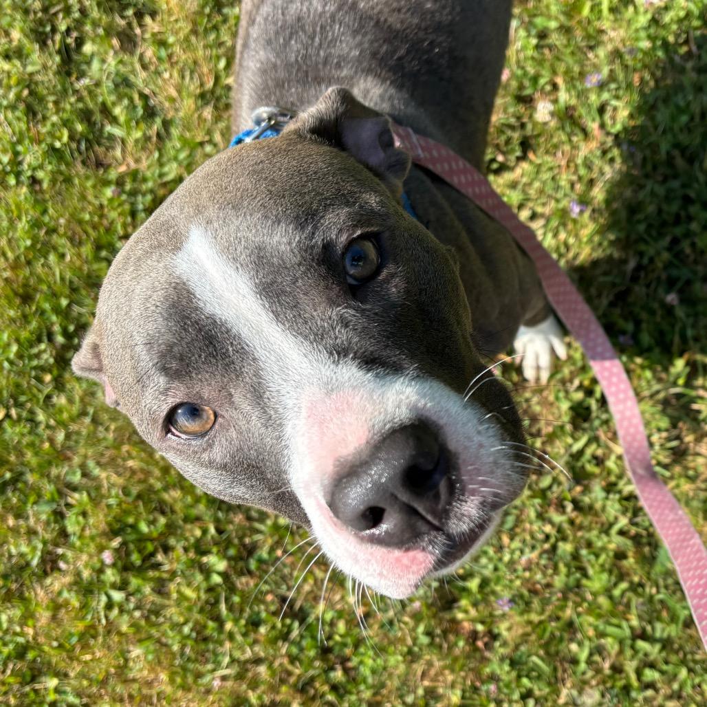 Enlarge Dove, a Adoptable Pit Bull Terrier in Novelty, OH image 4/6
