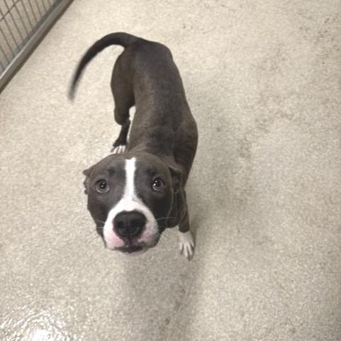 Enlarge Dove, a Adoptable Pit Bull Terrier in Novelty, OH image 5/6