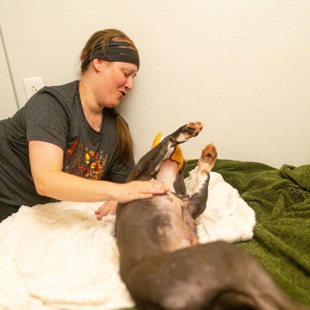 Enlarge Dove, a Adoptable Pit Bull Terrier in Novelty, OH image 6/6
