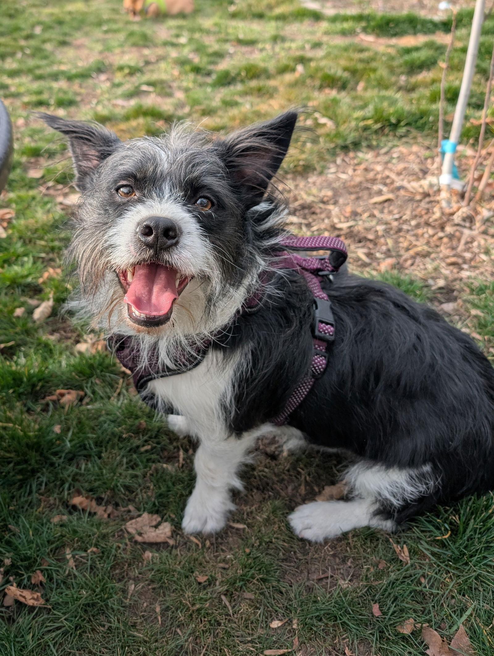 Apple Jacks — thumbnail 2