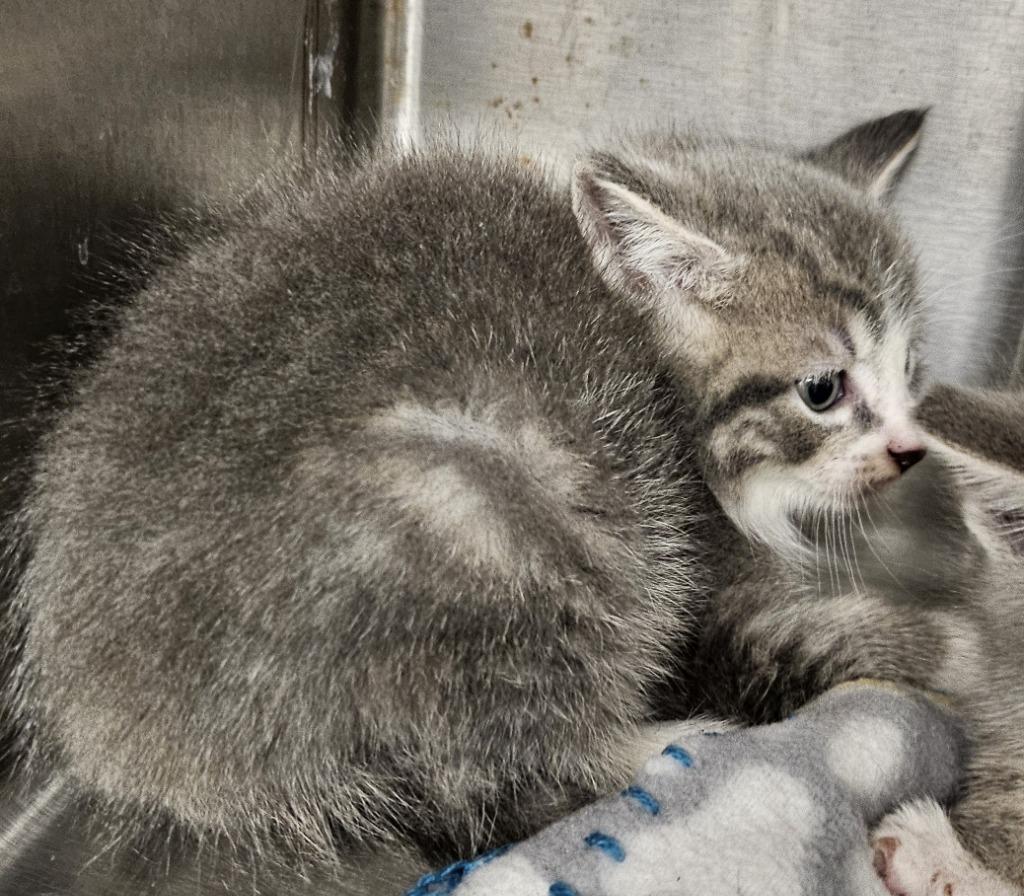 Habanero, Adopted, Young Male Domestic Short Hair.