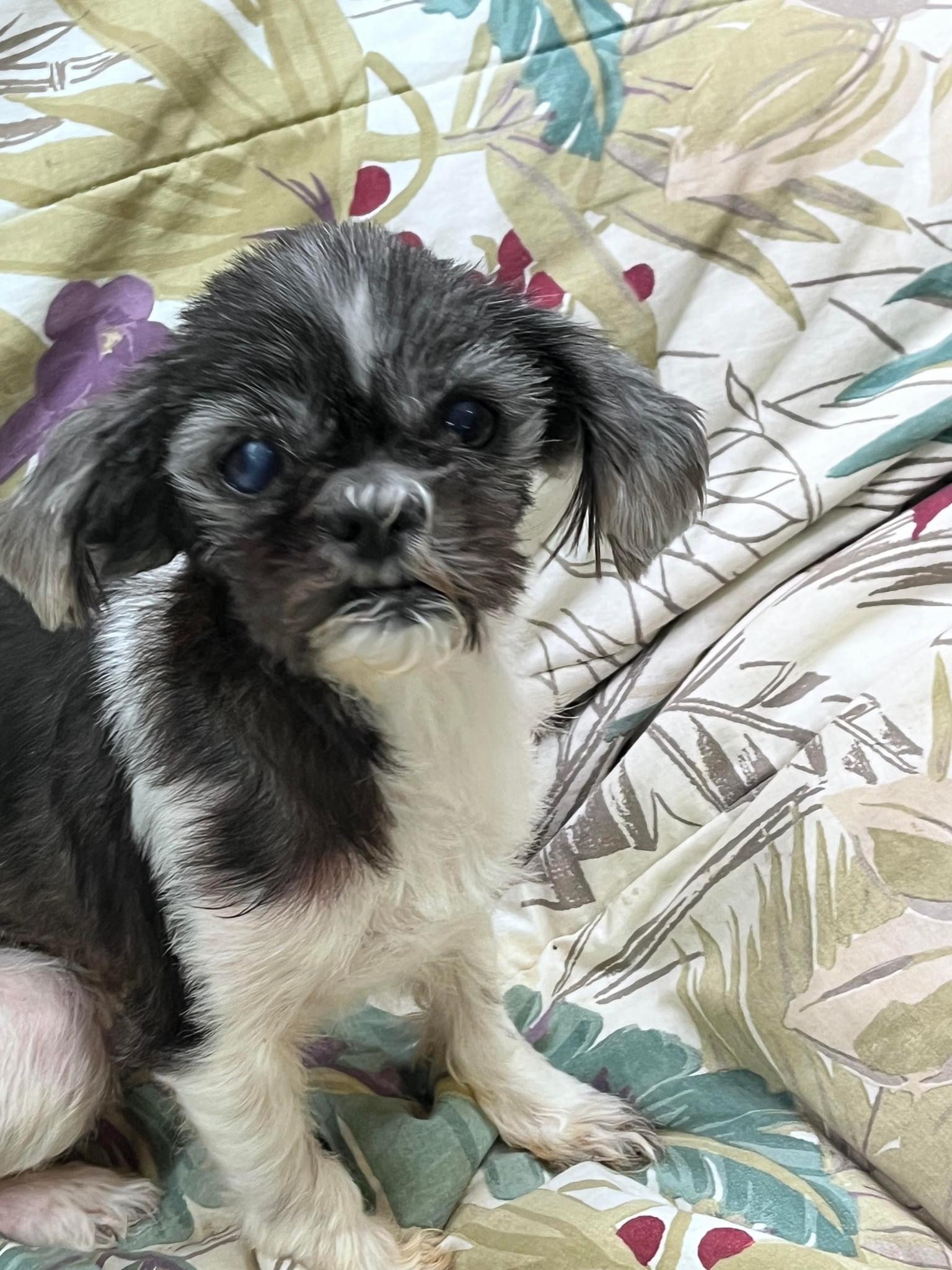 Tinkerbelle, a Adopted Shih Tzu in Houston, TX image 1/4
