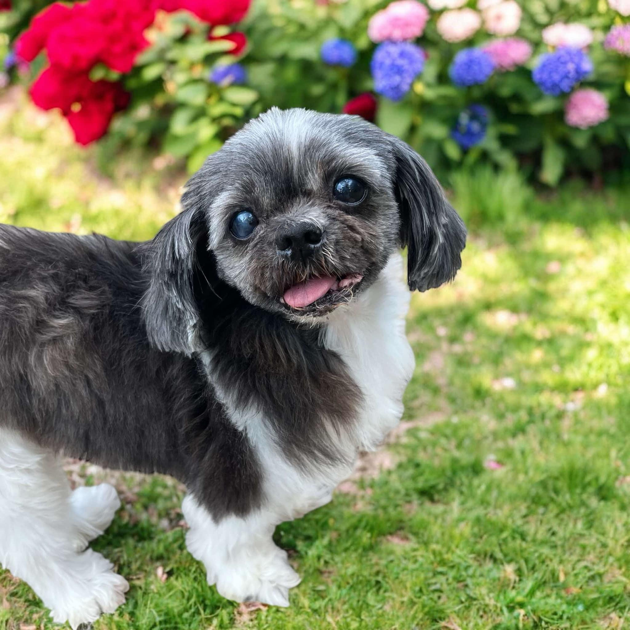 Tinkerbelle, a Adopted Shih Tzu in Houston, TX image 2/4