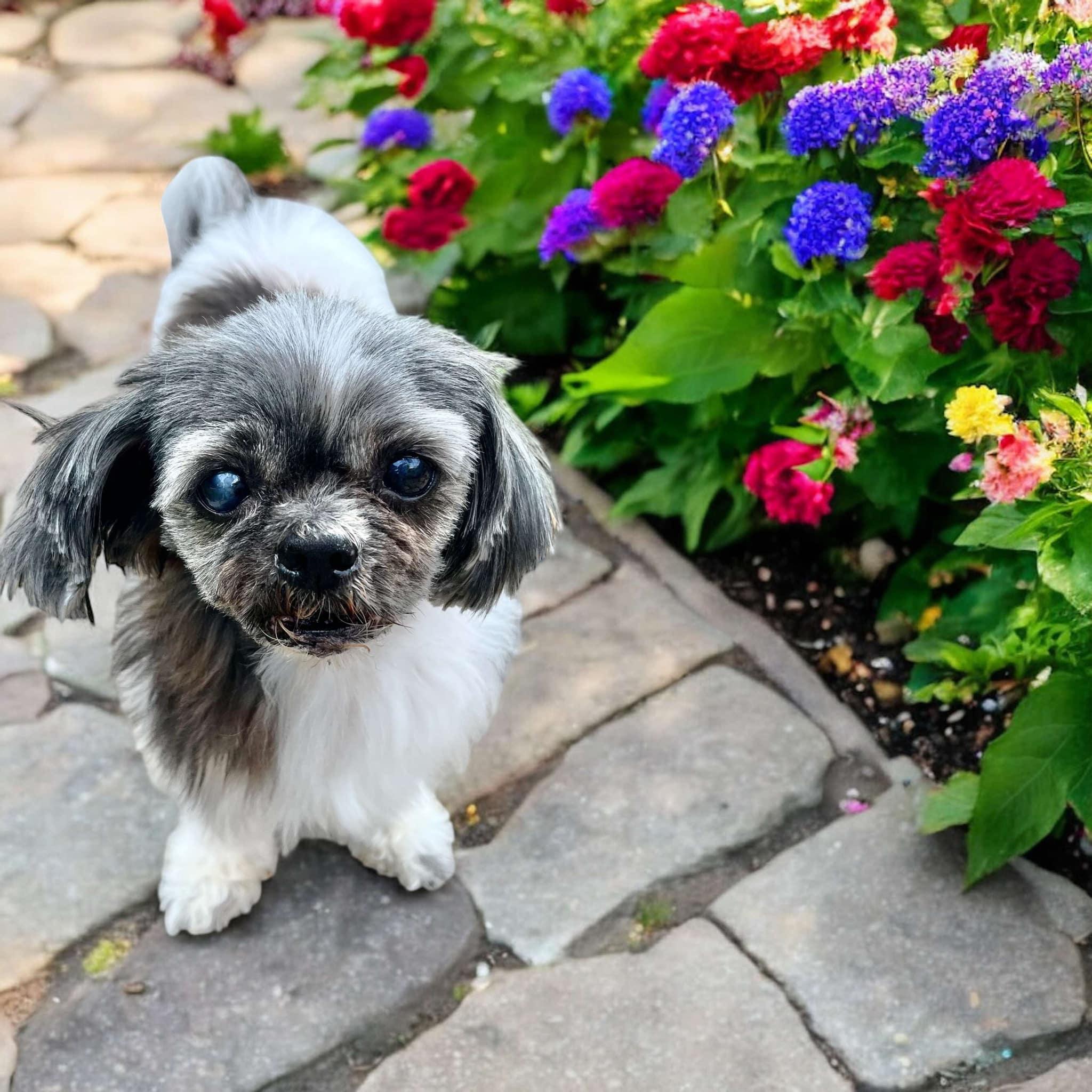 Tinkerbelle, a Adopted Shih Tzu in Houston, TX image 3/4