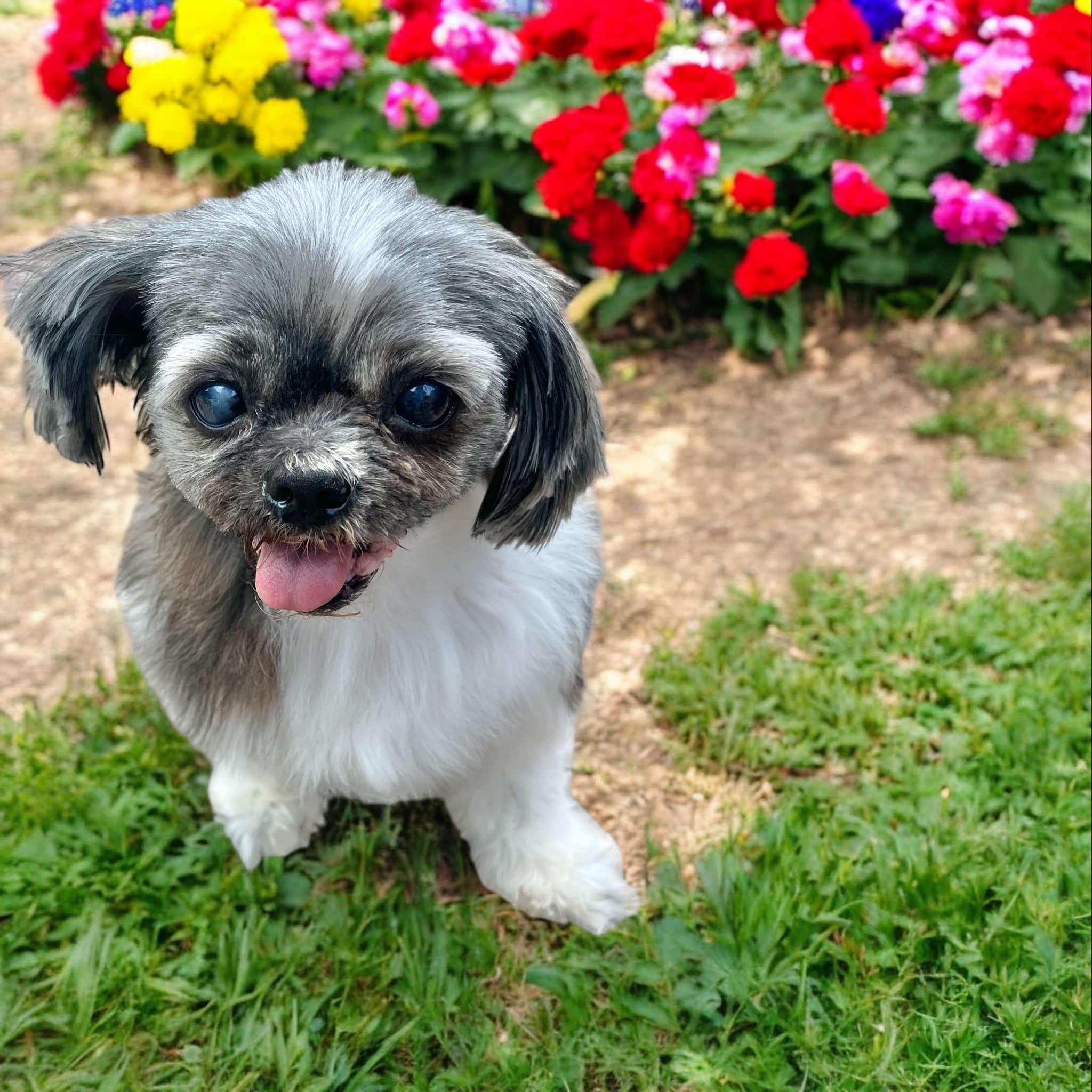 Tinkerbelle, a Adopted Shih Tzu in Houston, TX image 4/4