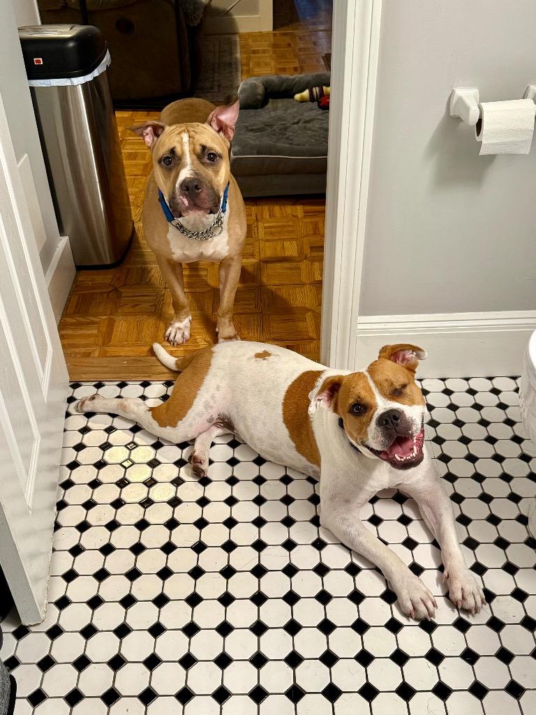 Rayne - LOCAL, Adoptable, Young Female American Bulldog & Boxer.