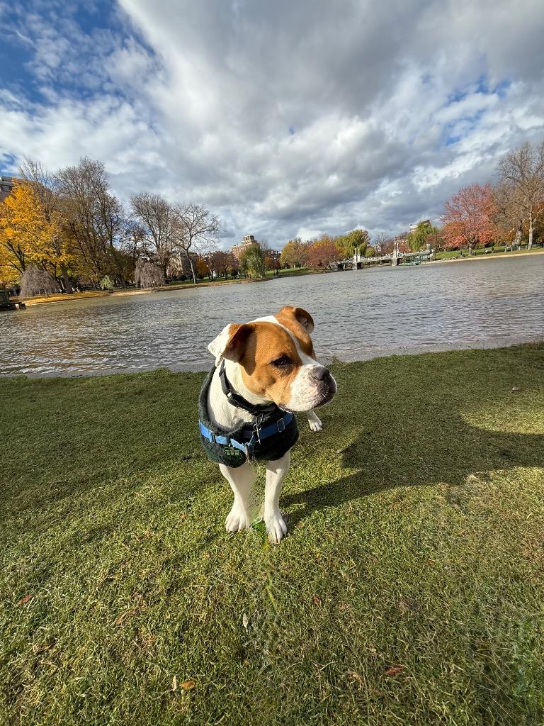 Rayne - LOCAL, a Adoptable mixed breed in Princeton, MA image 1/6