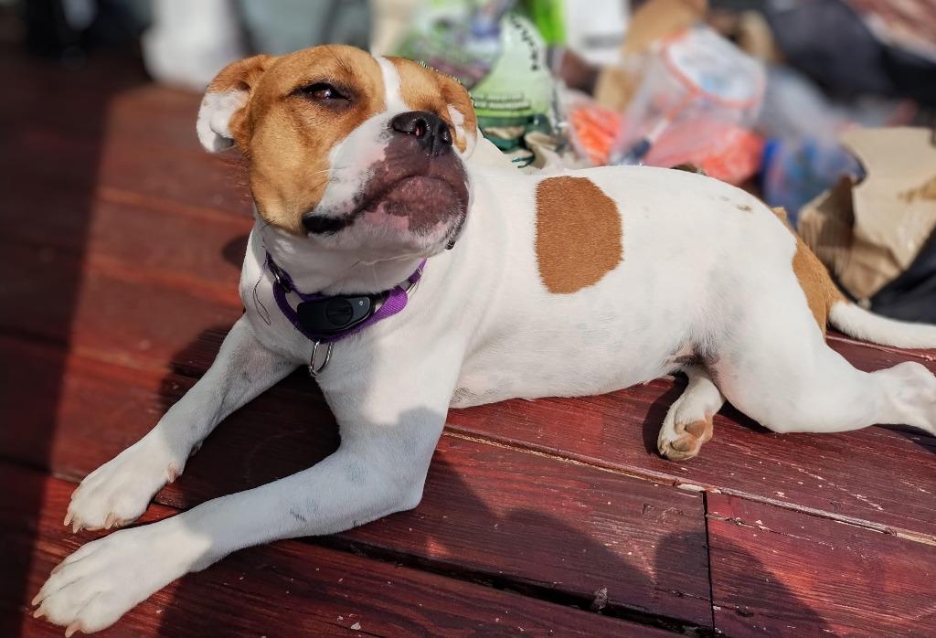 Rayne - LOCAL, a Adoptable mixed breed in Princeton, MA image 3/6