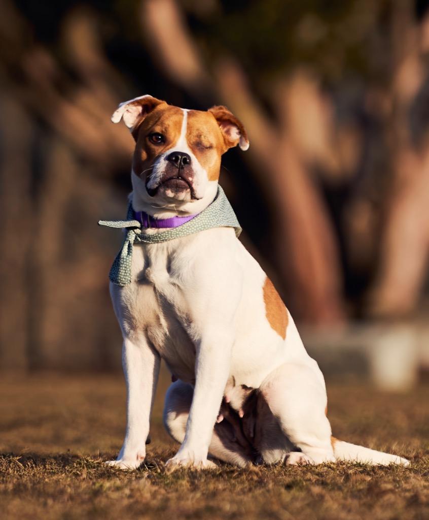 Rayne - LOCAL, a Adoptable mixed breed in Princeton, MA image 4/6