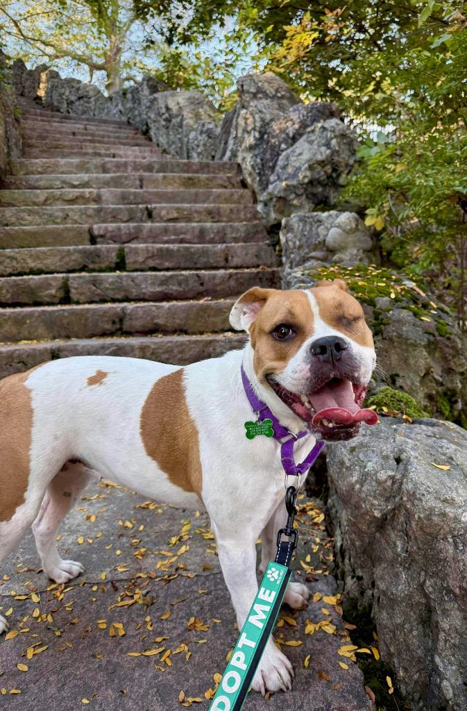 Rayne - LOCAL, a Adoptable mixed breed in Princeton, MA image 3/6