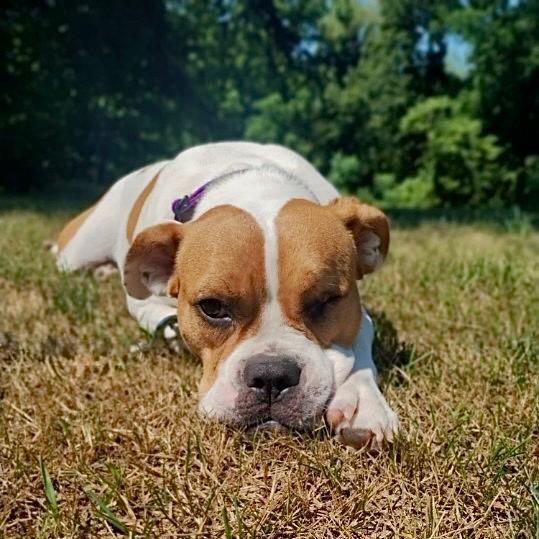 Rayne - LOCAL, a Adoptable mixed breed in Princeton, MA image 4/6