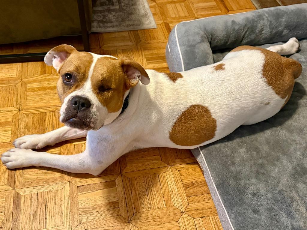 Rayne - LOCAL, a Adoptable mixed breed in Princeton, MA image 5/6