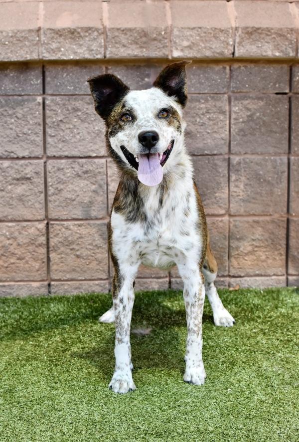 Theo Dameron, Adoptable, Adult Male Australian Cattle Dog / Blue Heeler.