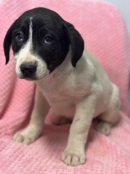 Polly, adopted, Puppy Female Border Collie.