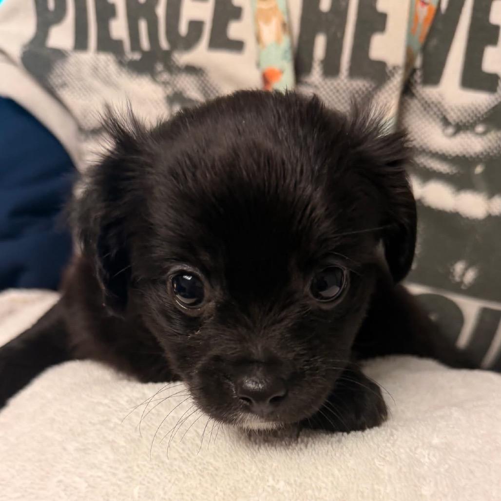 8 Ball, Adoptable, Puppy Male Pomeranian & Chihuahua.