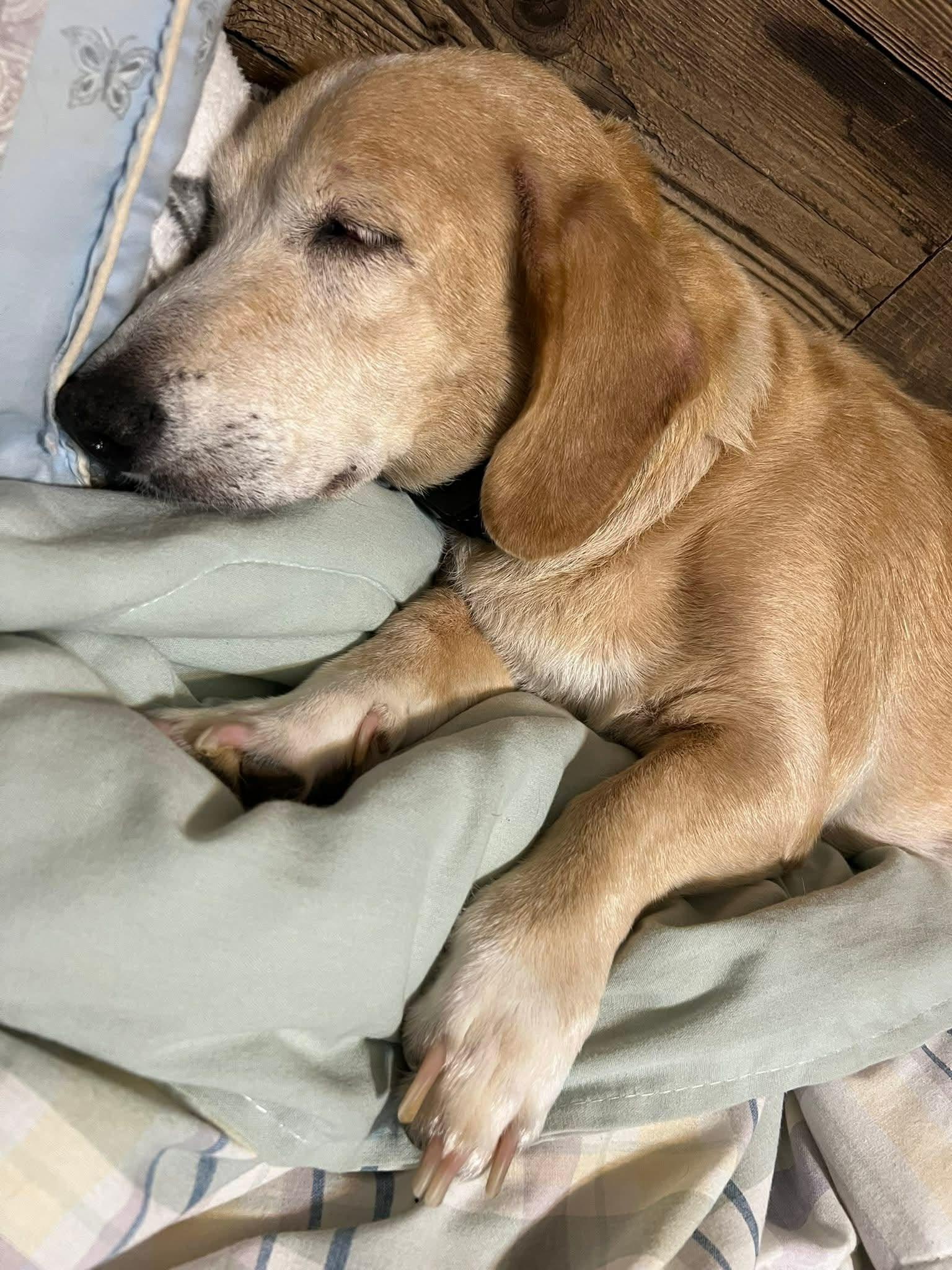 Izzy The Basset Hound thumbnail 2