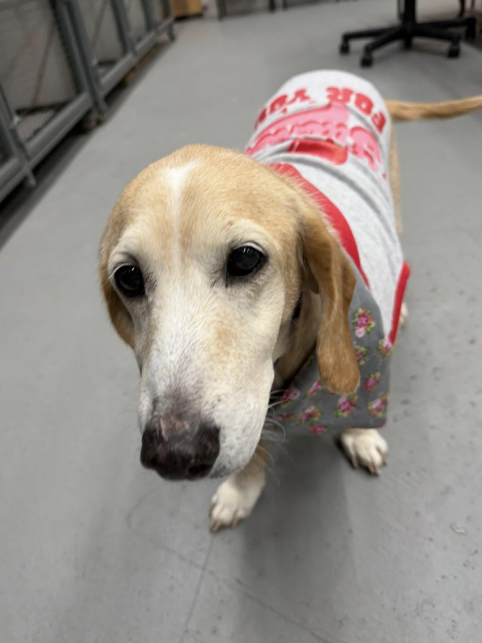 Izzy The Basset Hound thumbnail 3