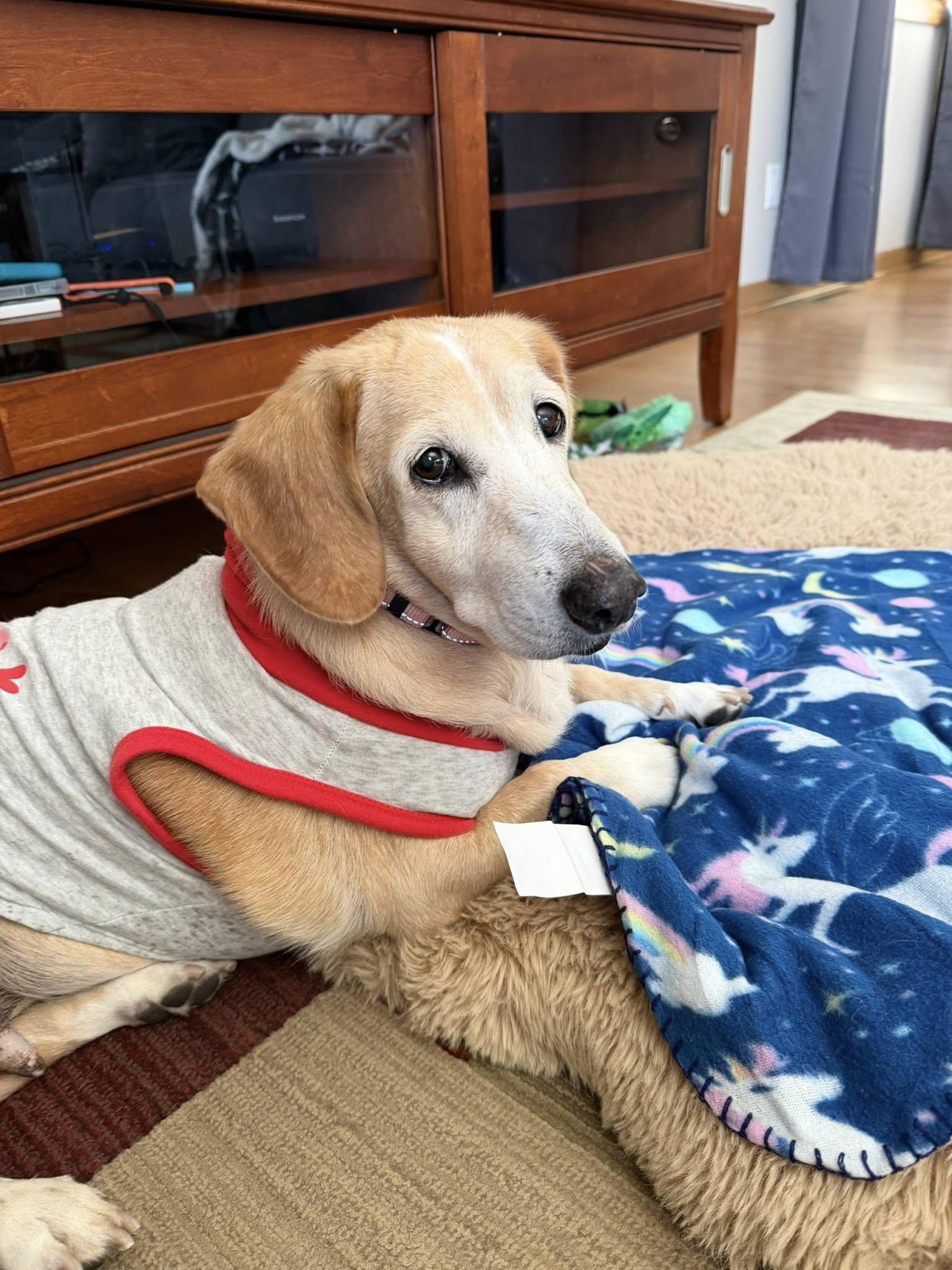 Izzy The Basset Hound