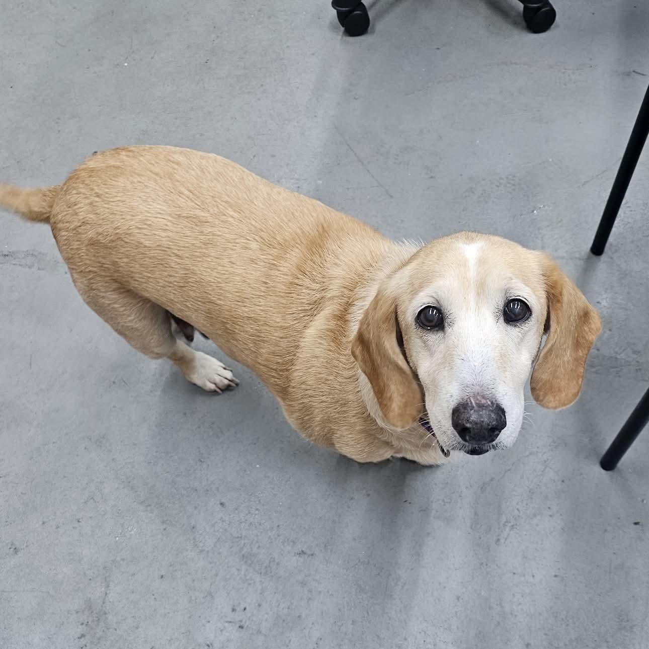 Izzy The Basset Hound thumbnail 4