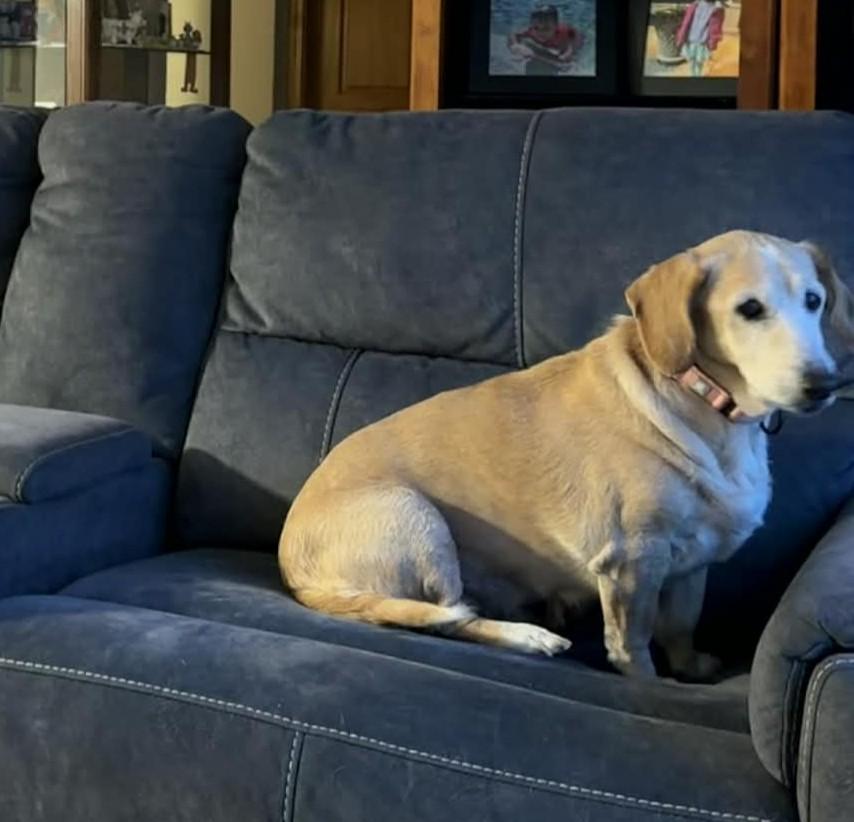 Izzy The Basset Hound thumbnail 5