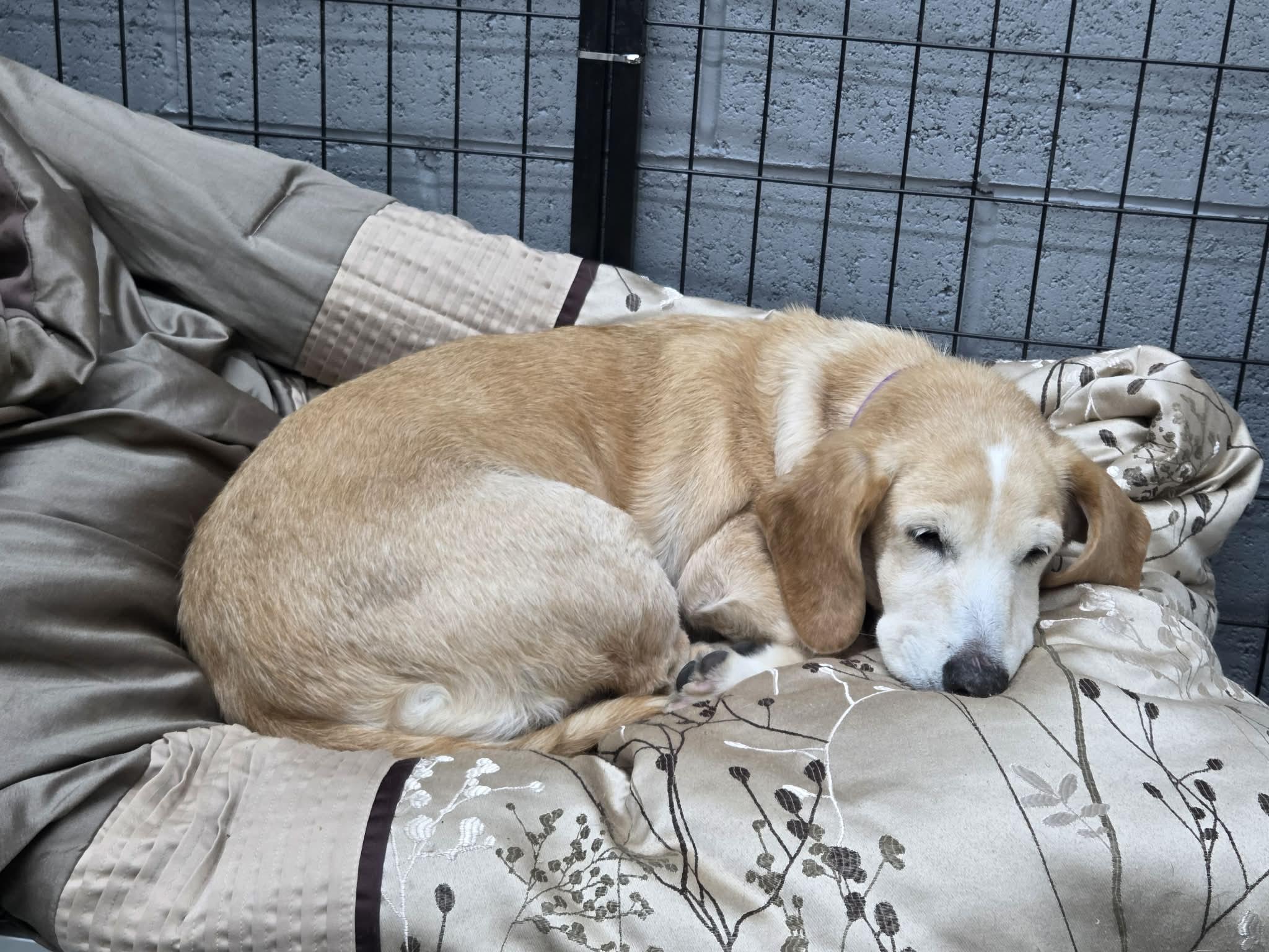 Izzy The Basset Hound thumbnail 6